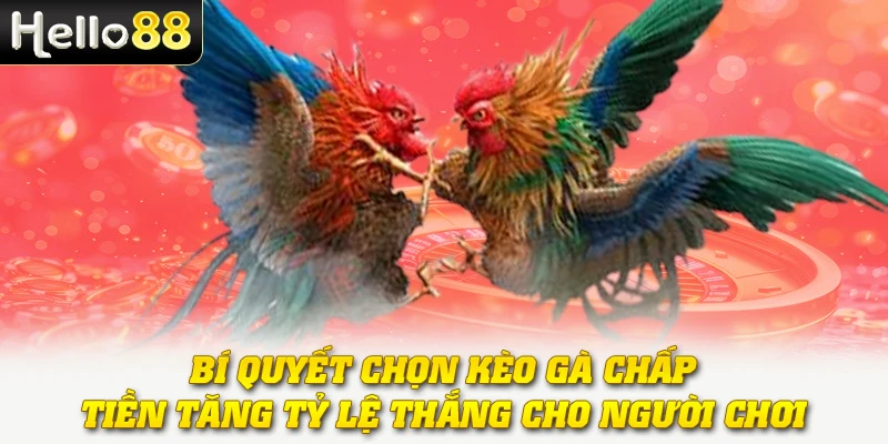 Bí quyết chọn kèo gà chấp tiền tăng tỷ lệ thắng cho người chơi