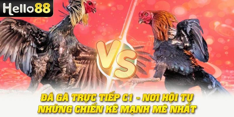 Đá Gà Trực Tiếp C1 - Nơi Hội Tụ Những Chiến Kê Mạnh Mẽ Nhất
