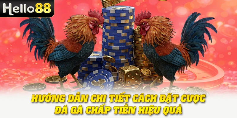 Hướng dẫn chi tiết cách đặt cược đá gà chấp tiền hiệu quả