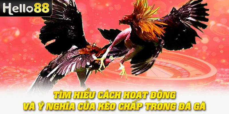 Tìm hiểu cách hoạt động và ý nghĩa của kèo chấp trong đá gà